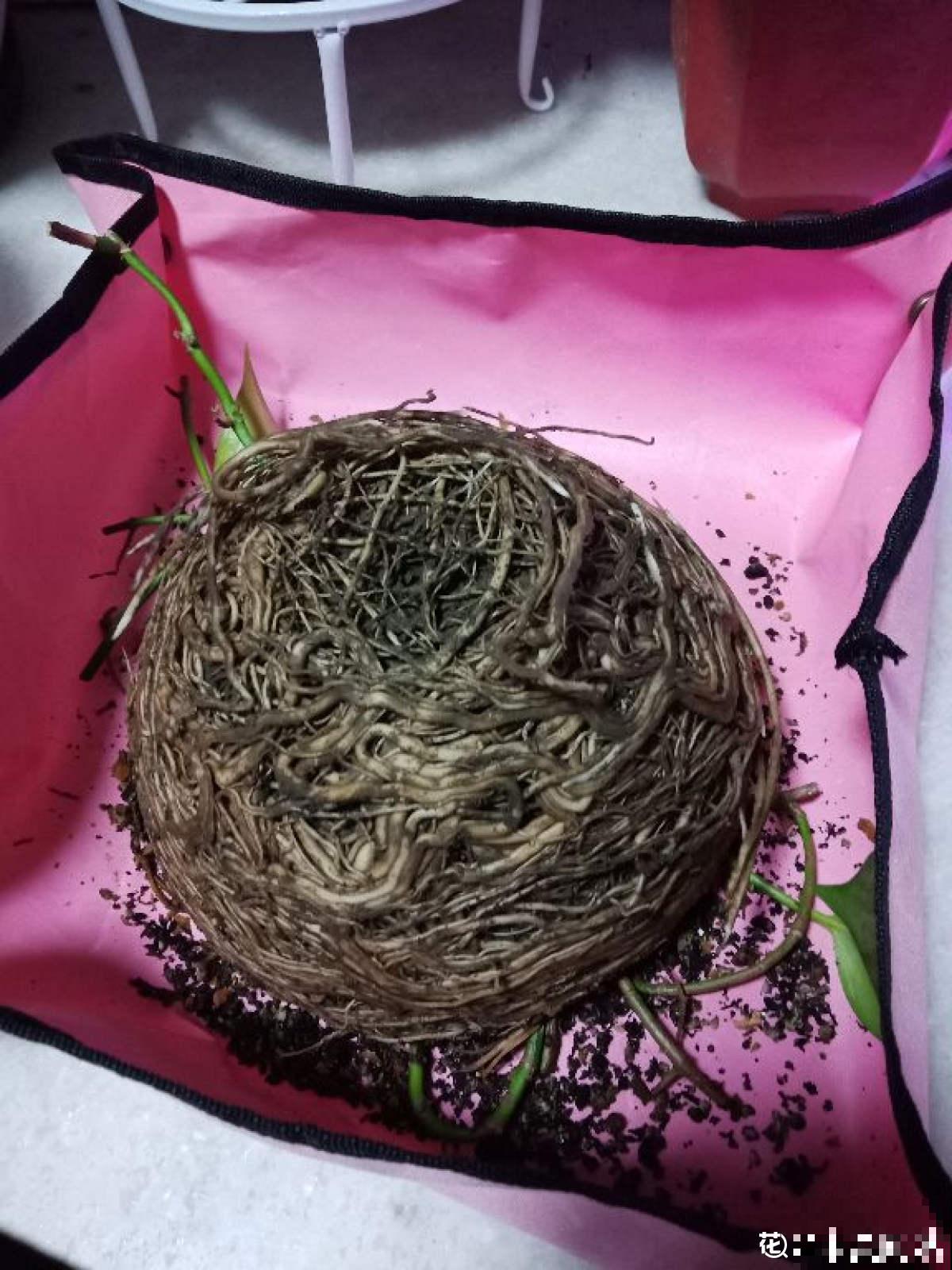 绿萝都能被养死，其实是没找到窍门，解决4个问题是关键