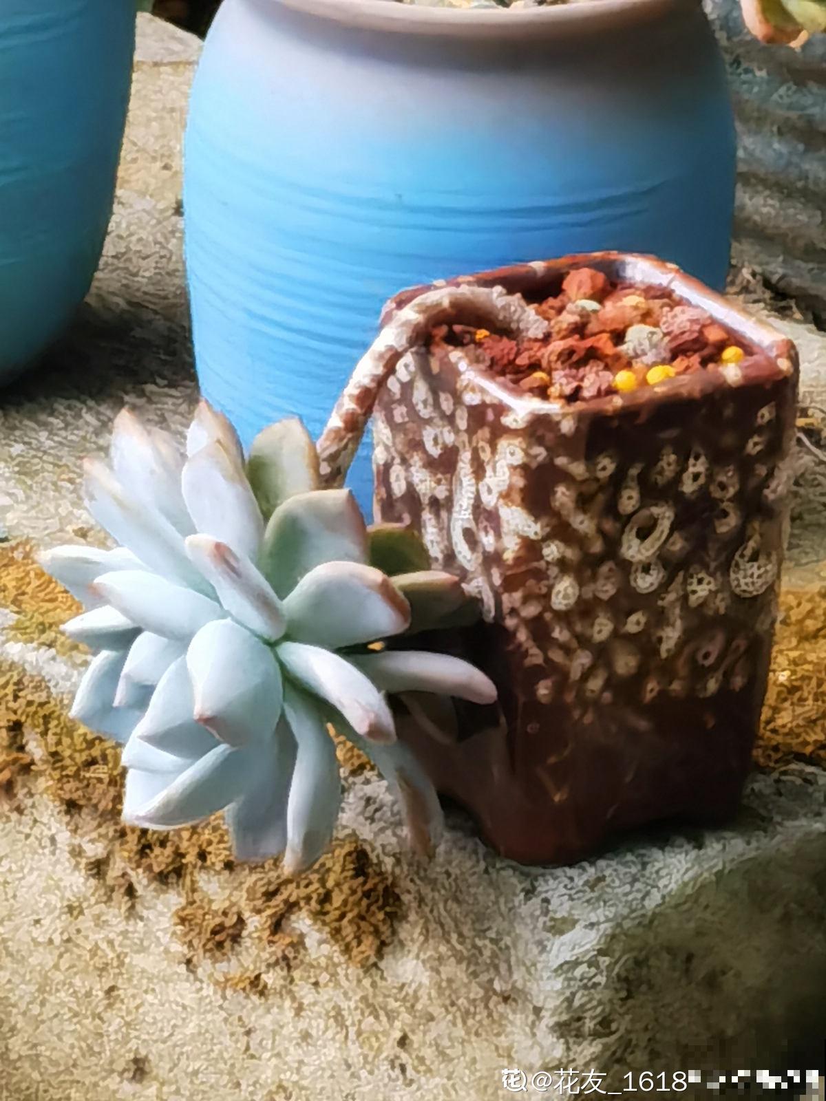 看似好养的多肉,办公室屡见不鲜,可有4个禁忌,不注意也会养废 看似好养的多肉,办公室屡见不鲜,可有4个禁忌,不注意也会养废