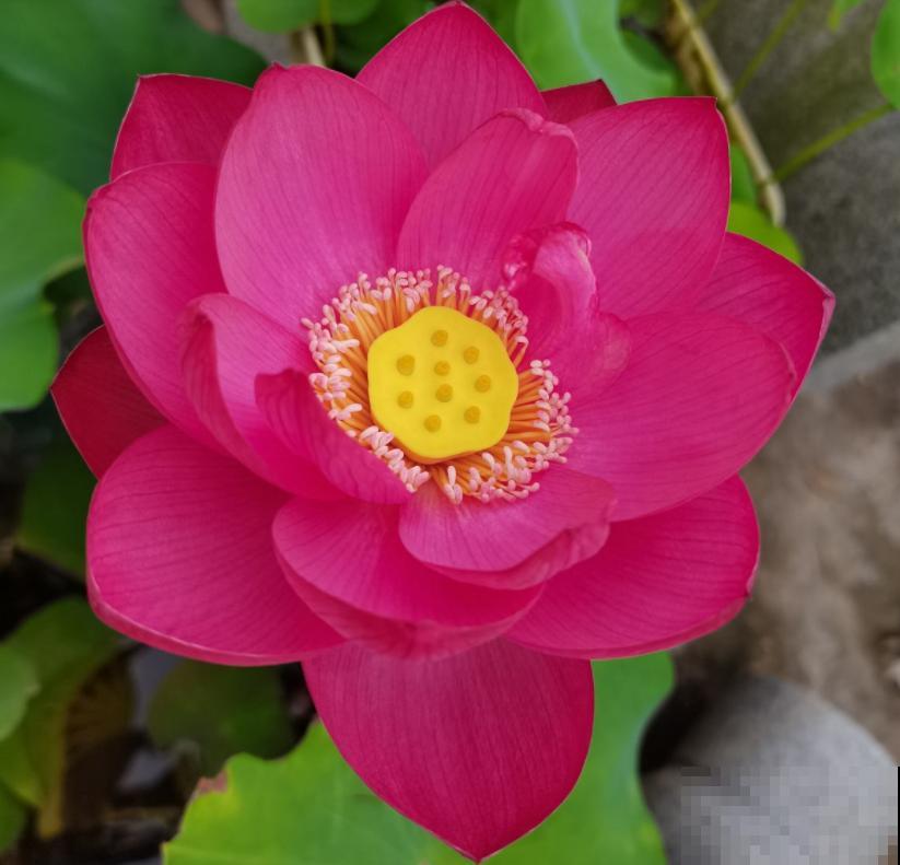 爱上养花之后,会被5种福气包围,花友:太幸福了! 爱上养花之后,会被5种福气包围,花友:太幸福了!