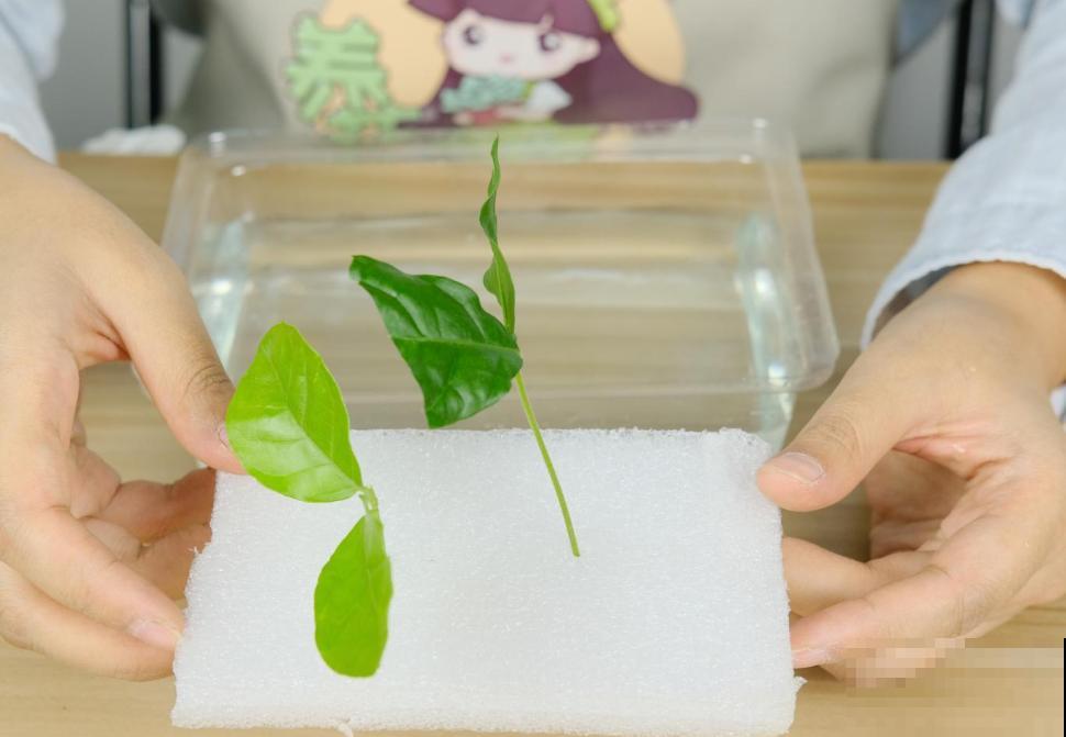 6月份扦插，选好合适的植物品种，沾土、泡水都能活