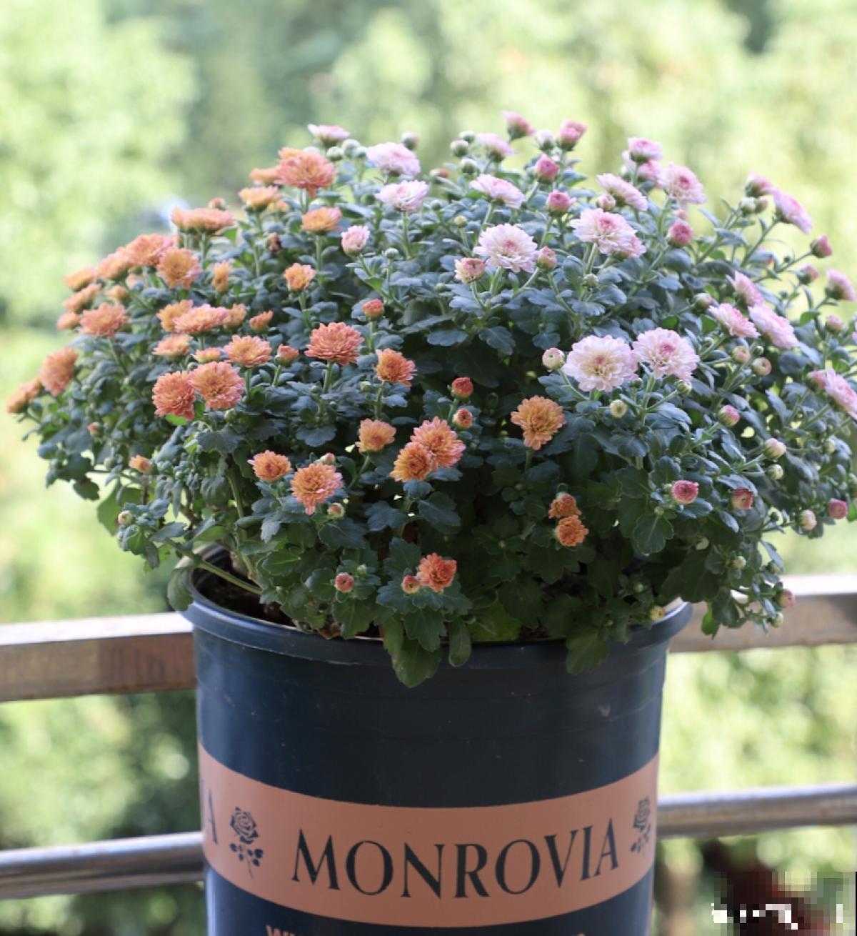 秋天养盆“千朵花”，满盆都是花苞，热热闹闹特好看