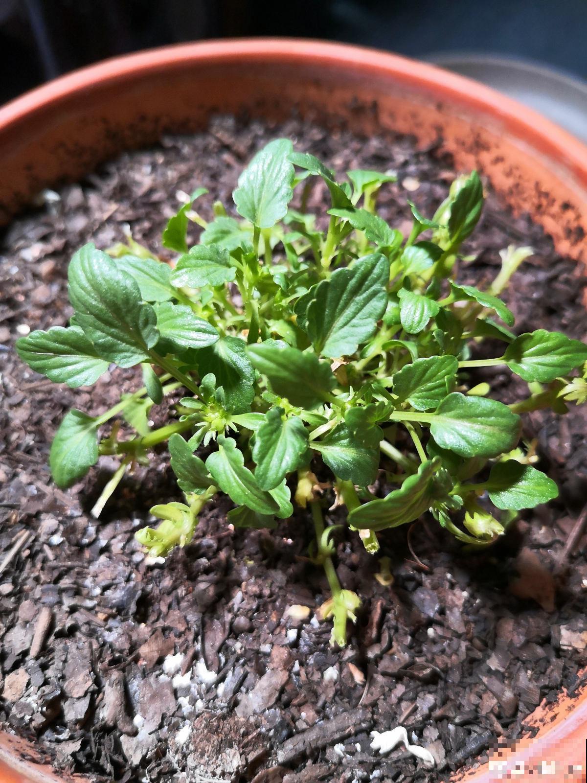 花朵中的“爆花机器”，初秋正是生长旺季，越“掐”花越多