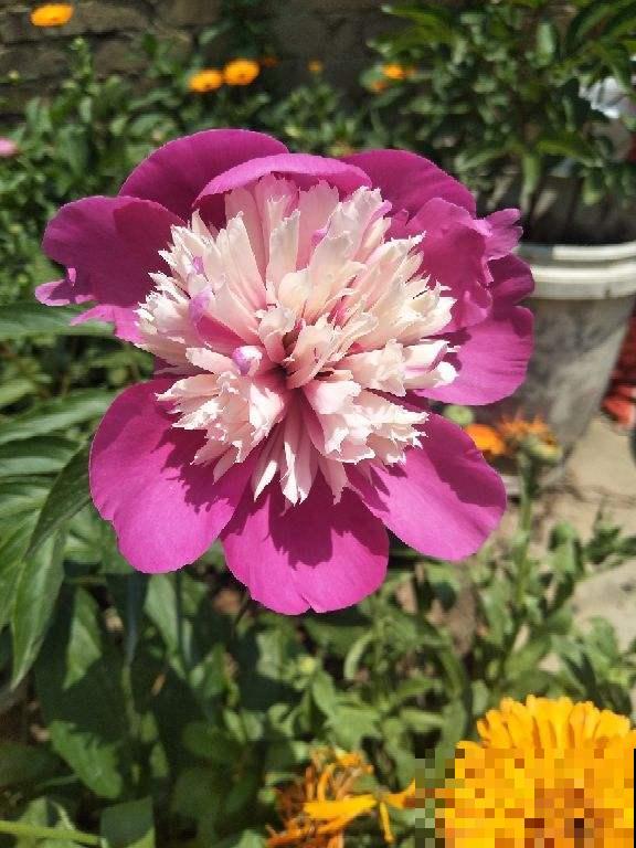 5月在家养株“花神”，开花比牡丹还美，插水里就能活