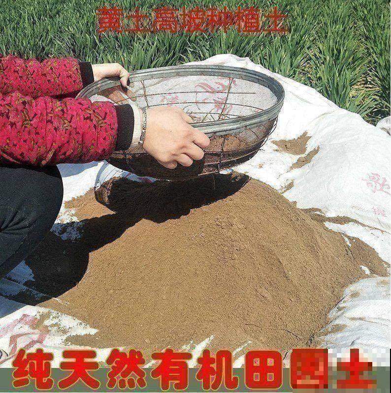 自己动手,院子里种无花果,省钱还放心 自己动手,院子里种无花果,省钱还放心