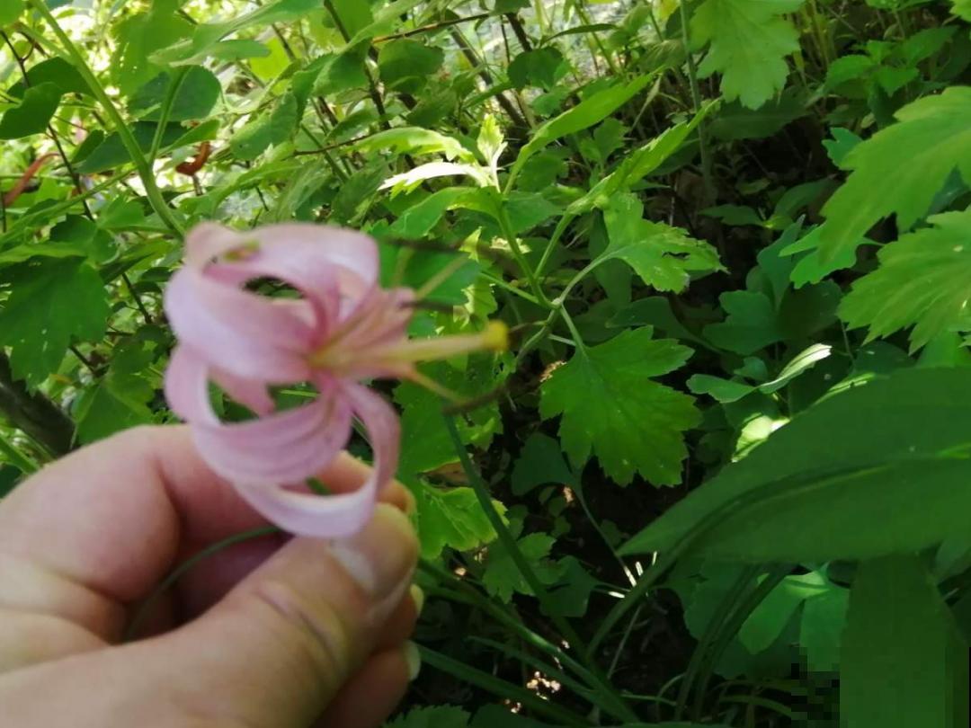 路边野花别乱采，采了有麻烦，再好看也别碰