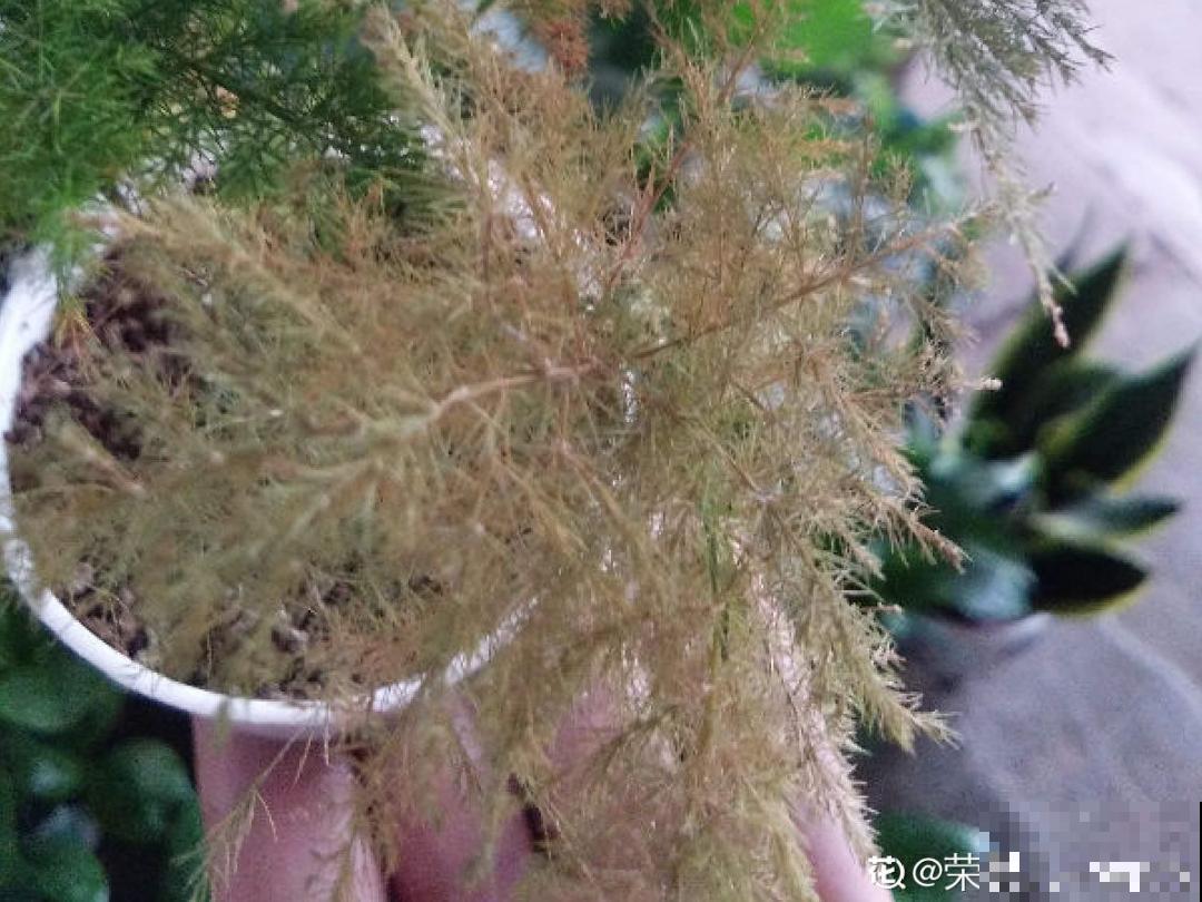 养花“黑名单”实在太难养，心累