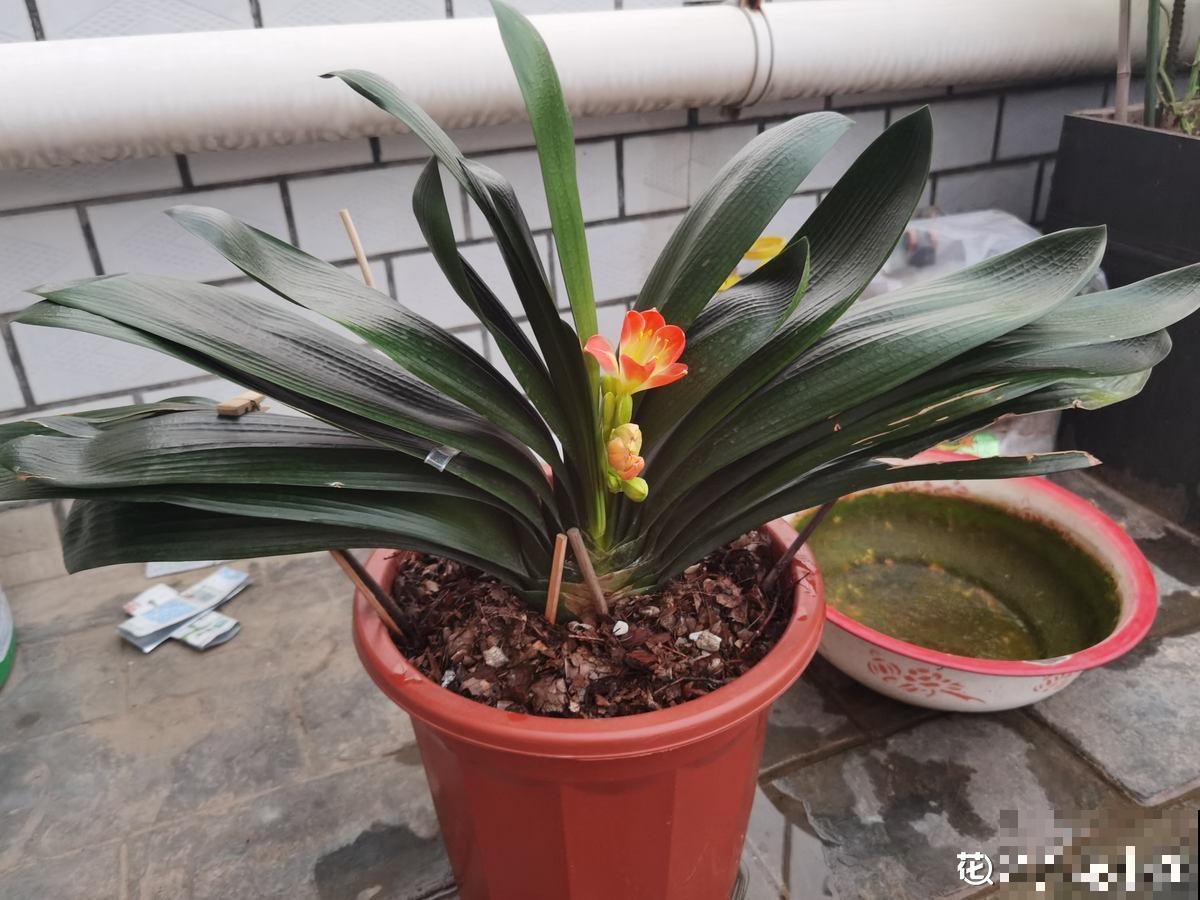 4种花真败好感，“毛病”太多，爱不起来