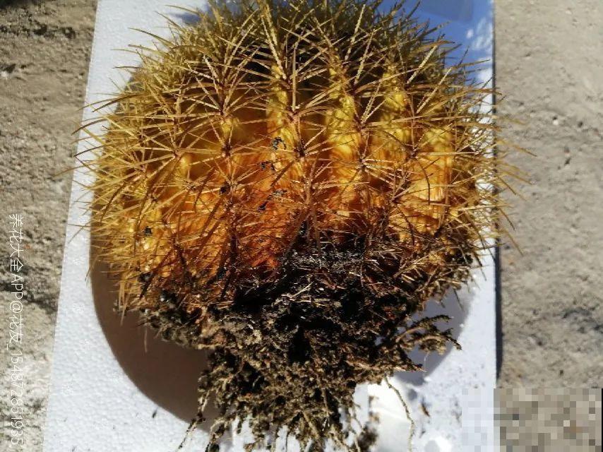 9种花最怕下雨天，一淋雨就死，太心疼了