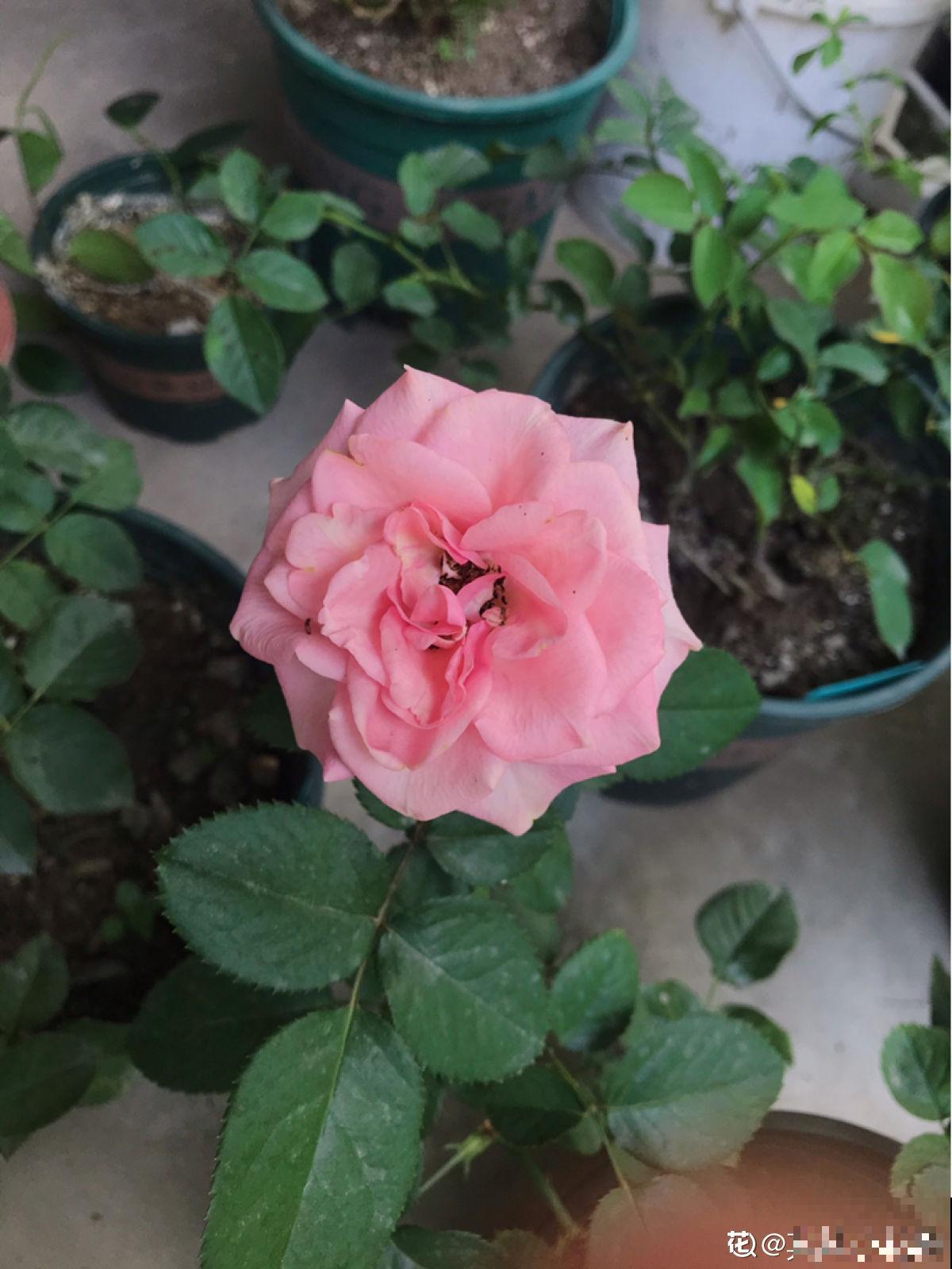 4种花真败好感，“毛病”太多，爱不起来