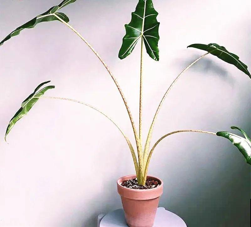 大叶子耐阴花，室内一定养，叶子比脸大，真凉快