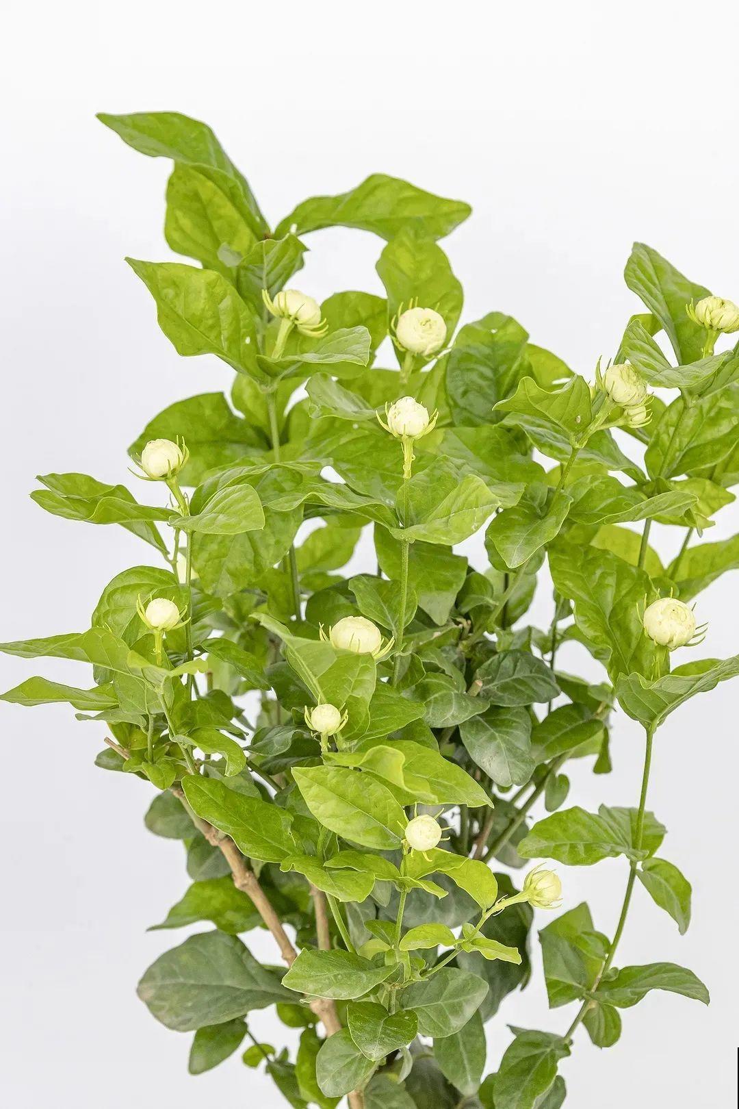 夏天养茉莉，越热越爆盆，适当修剪开花爆盆