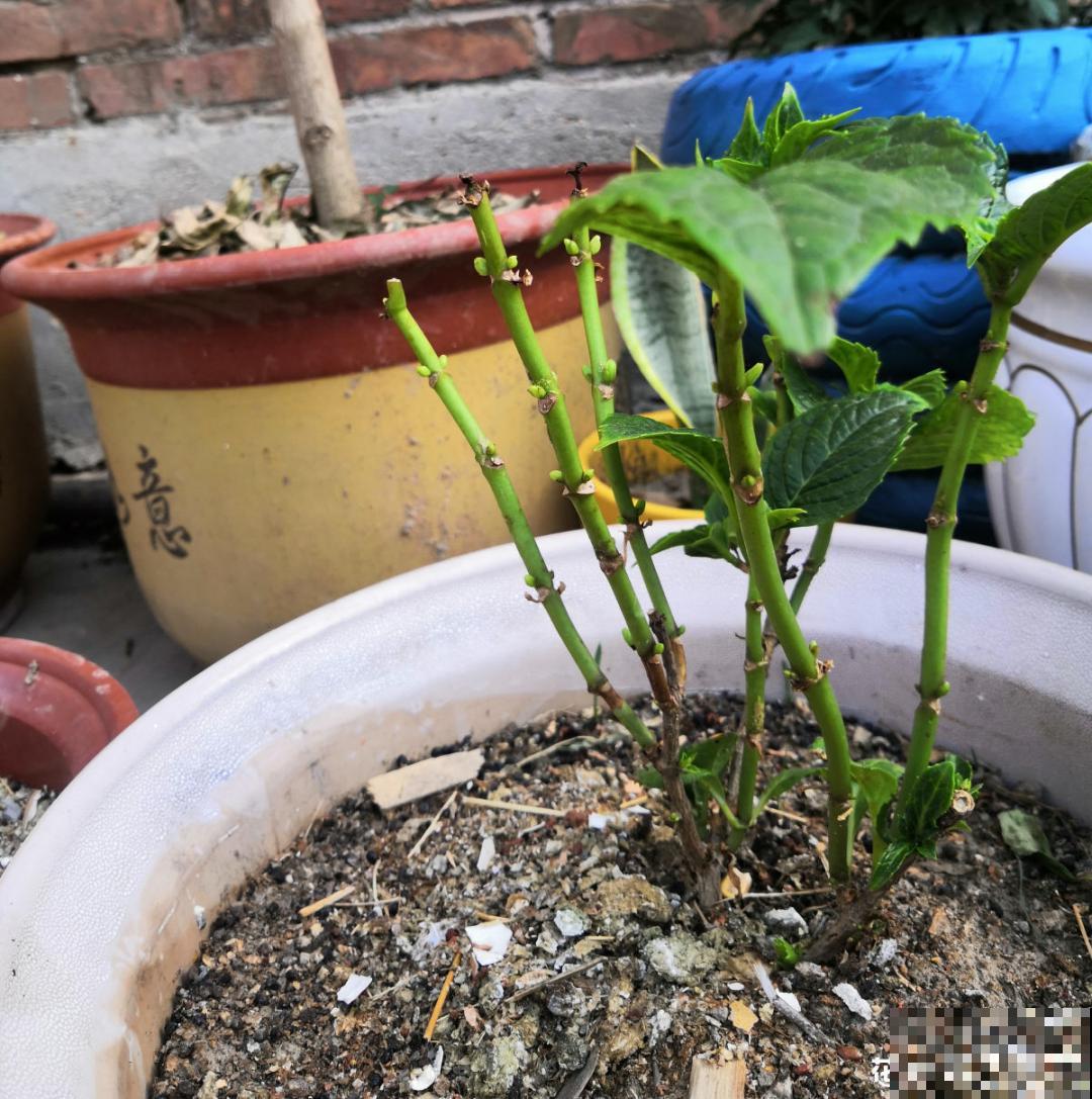 养花换个方法，长得更旺，养花杀手必看