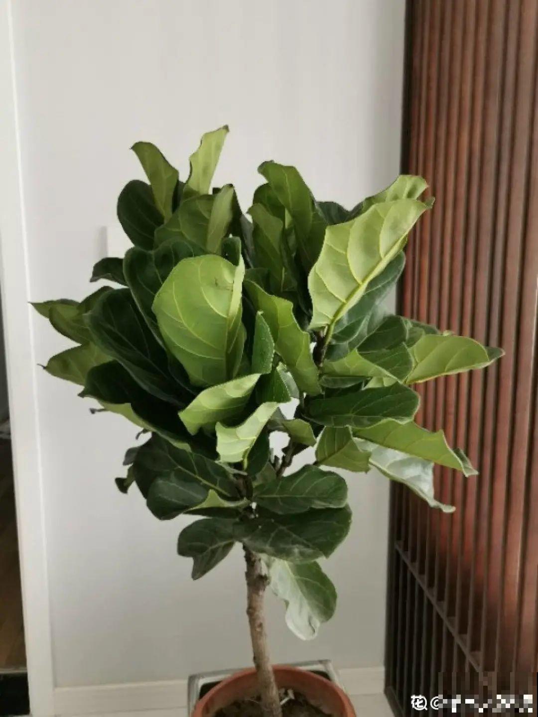 6种花夏天难养，贴土面砍一刀，新芽呼呼冒