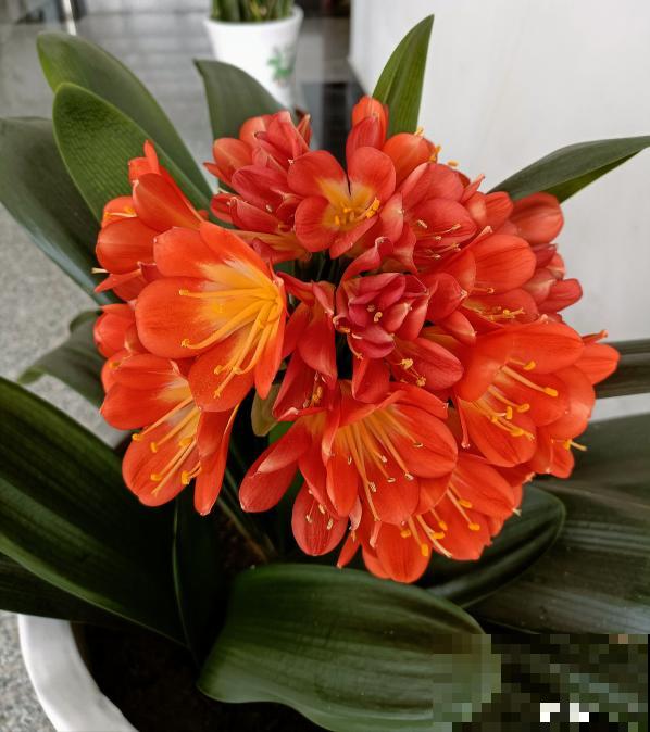 植物中的“老酒鬼”，一天一勺啤酒，叶子油亮花开爆