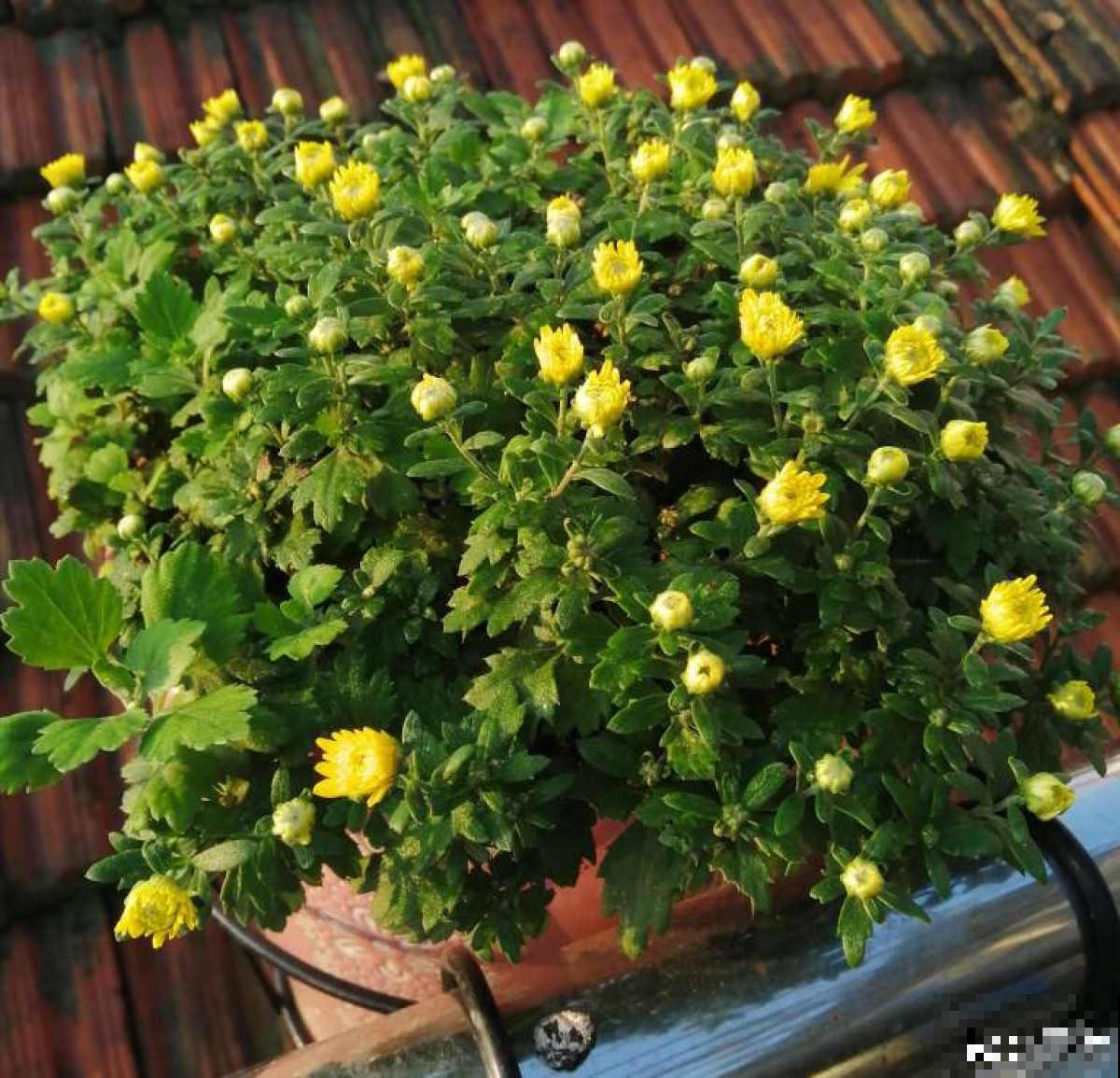 秋天养盆“千朵花”，满盆都是花苞，热热闹闹特好看