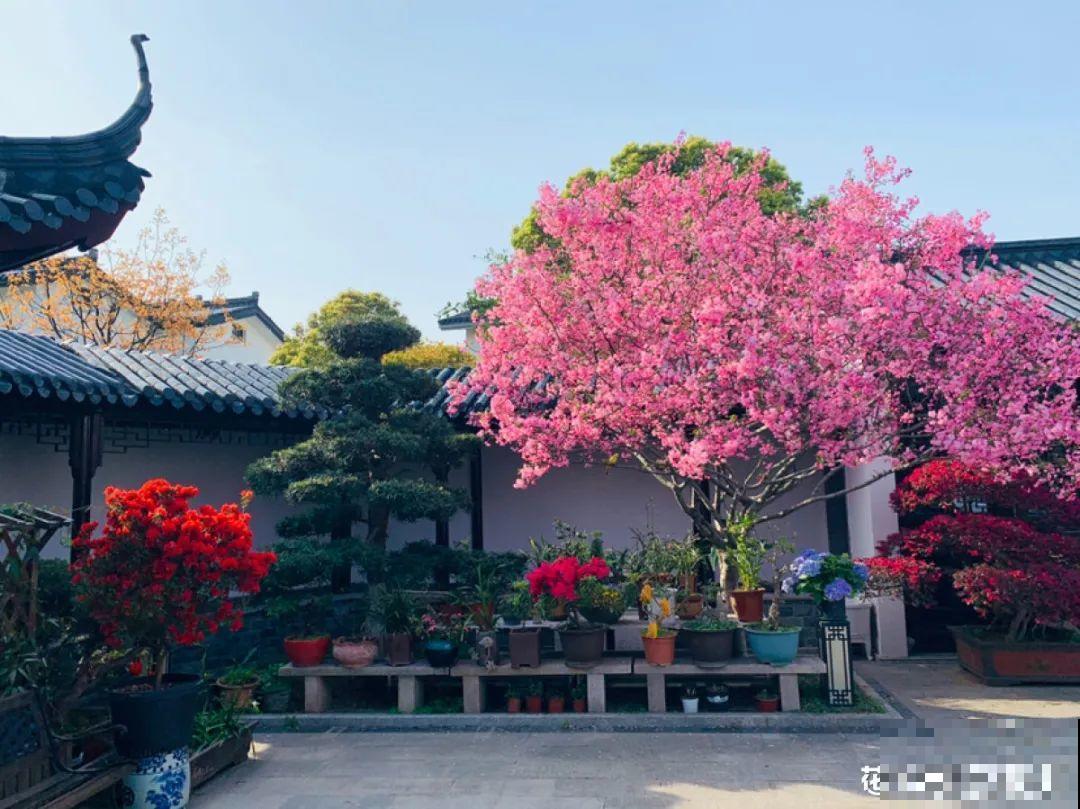 有个小院种种花，听风看雨，满眼花木