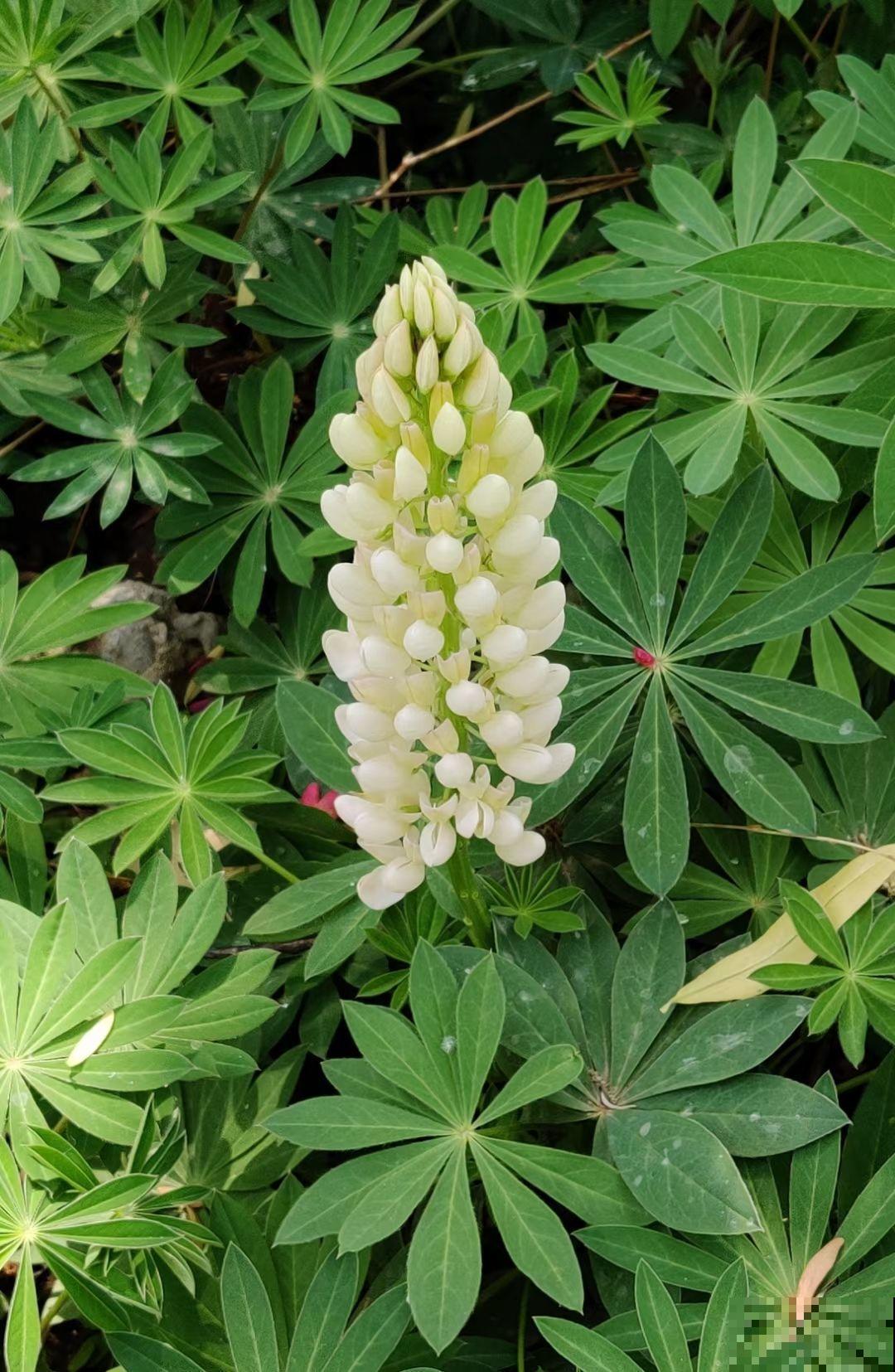 100种常见花,今天终于知道叫什么名了,建议收藏 100种常见花,今天终于知道叫什么名了,建议收藏