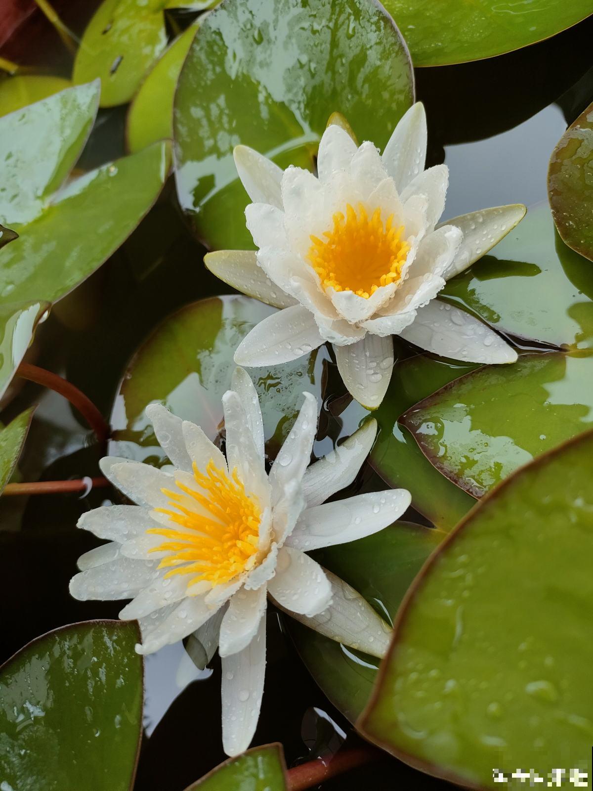 家有水缸别闲置,种种莲花,开满一盆无压力 家有水缸别闲置,种种莲花,开满一盆无压力