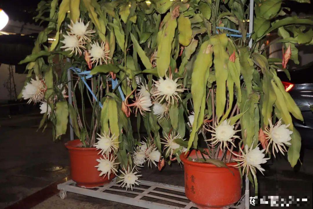 三伏天也要施肥的花，花肥喷一喷，促进开花