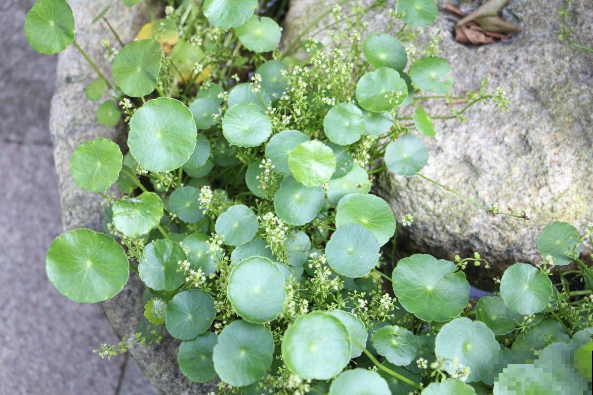 铜钱草喜水,水培铜钱草却不如土培,为啥? 铜钱草喜水,水培铜钱草却不如土培,为啥?