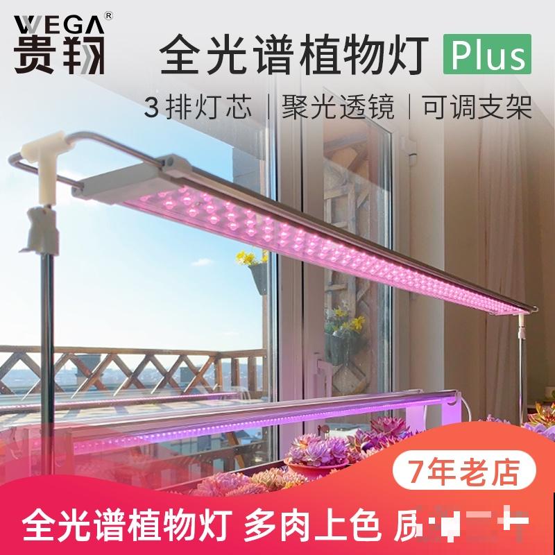 8种超美多肉,秋天抓住时机养,颜值高好养活 8种超美多肉,秋天抓住时机养,颜值高好养活