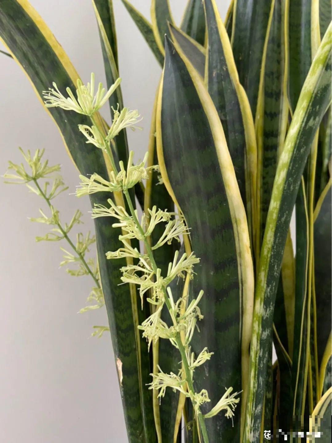 家里养8种花，独特有气质，还有满满安全感