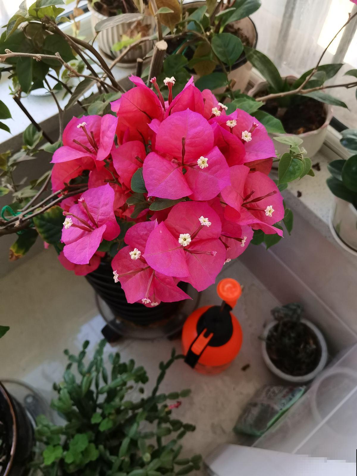 耐旱皮实的三角梅，一年能开大半年，真怕累坏它