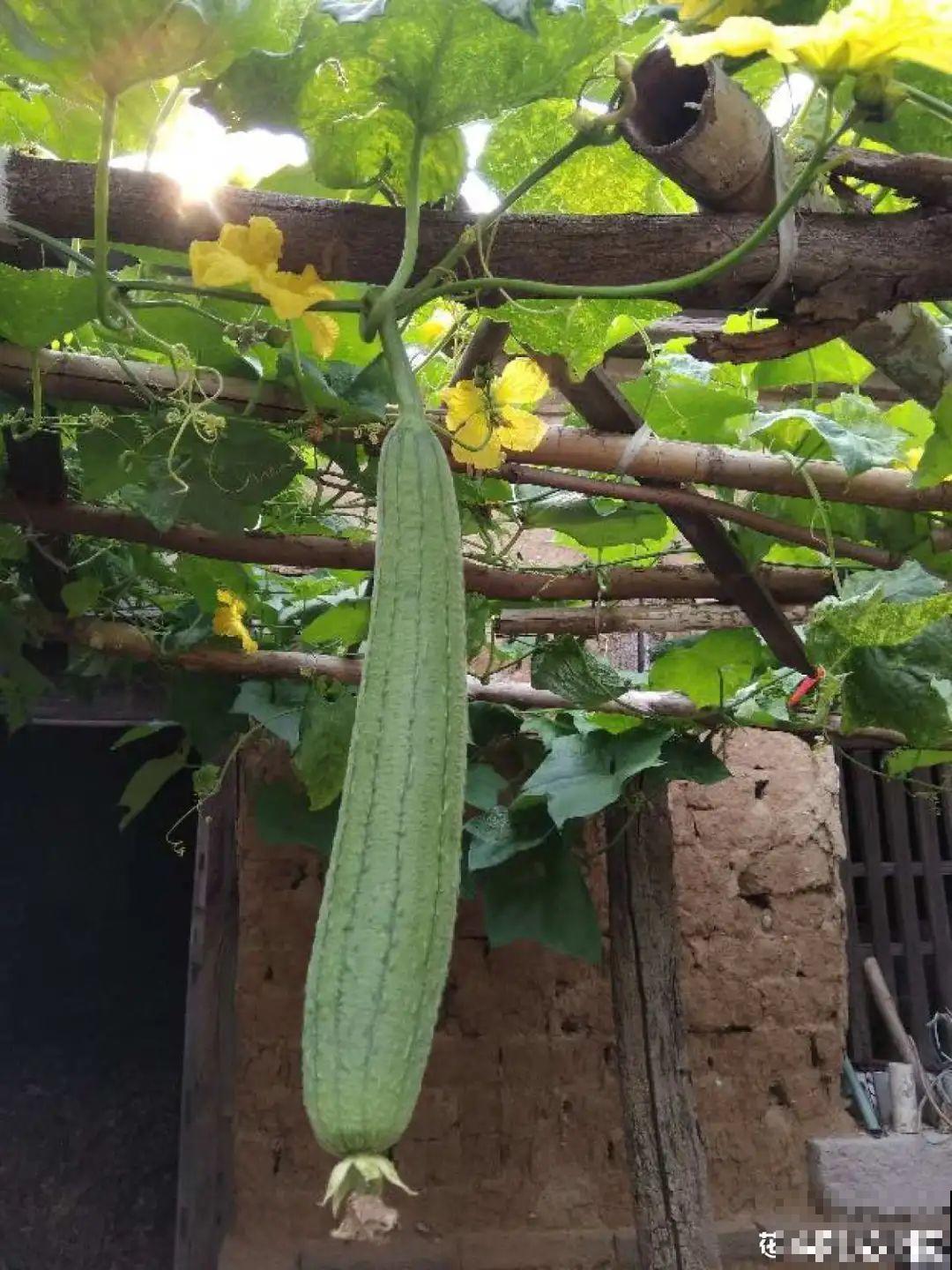 路边不起眼的草,种院子里用处大,还能清热降暑气 路边不起眼的草,种院子里用处大,还能清热降暑气