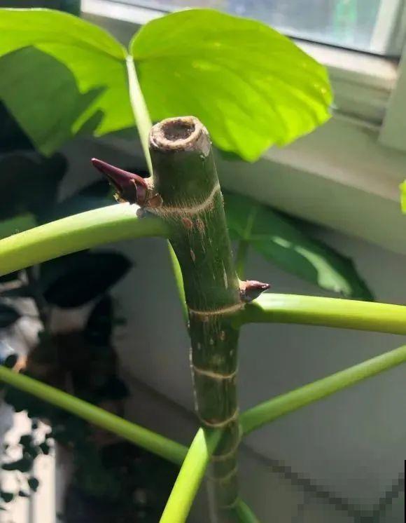 大叶子耐阴花，室内一定养，叶子比脸大，真凉快