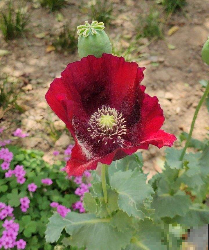 1种花一定要认识，千万不能种家里，容易惹来大麻烦