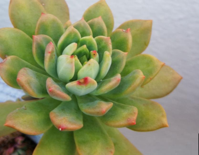 天热懒人养花必备的3种花，非常好打理，花点心思就能活