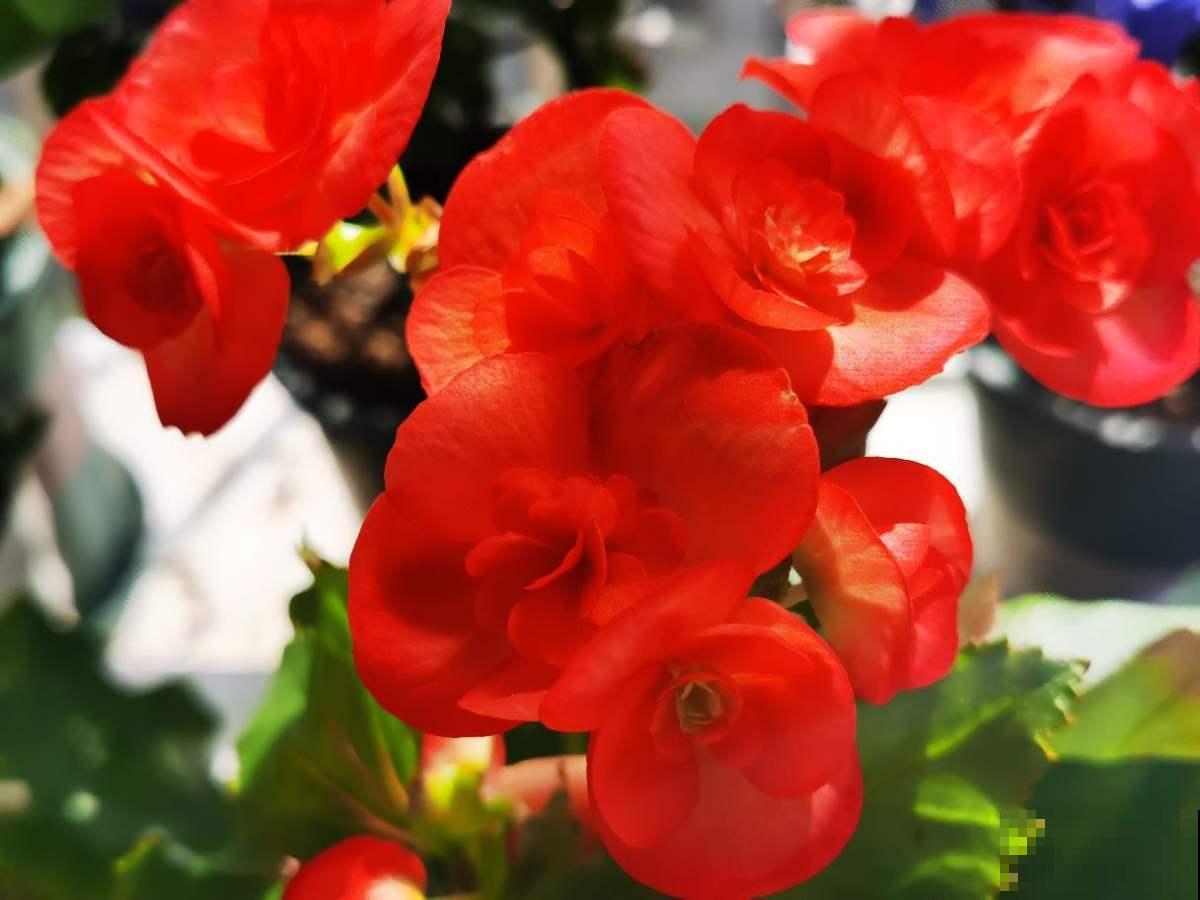 “吉树入吉宅,富贵自然来”,家里的6种树类盆栽,好看又吉祥 “吉树入吉宅,富贵自然来”,家里的6种树类盆栽,好看又吉祥