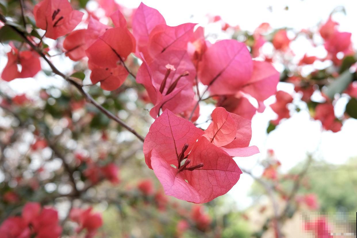 夏天都开什么花