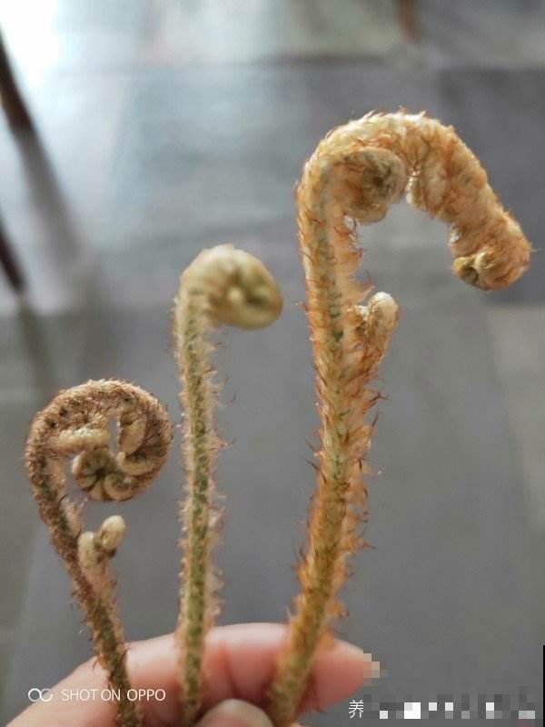 充满家乡味的8种野菜,每次回老家,老妈都端一盆上桌蘸酱 充满家乡味的8种野菜,每次回老家,老妈都端一盆上桌蘸酱