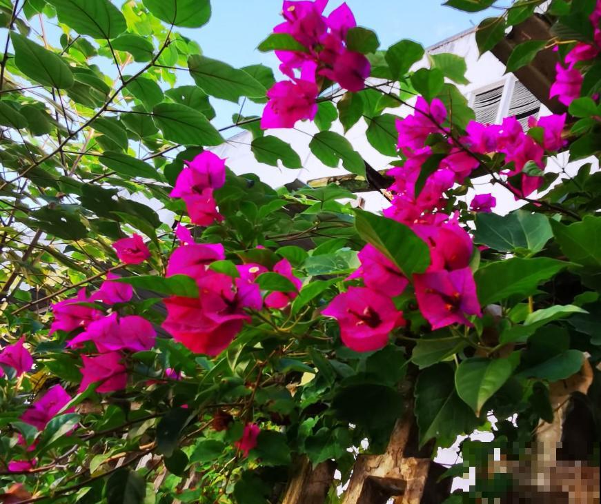 扦插正当时，抓住眼前的绝佳时节，净赚一窝“小崽子”