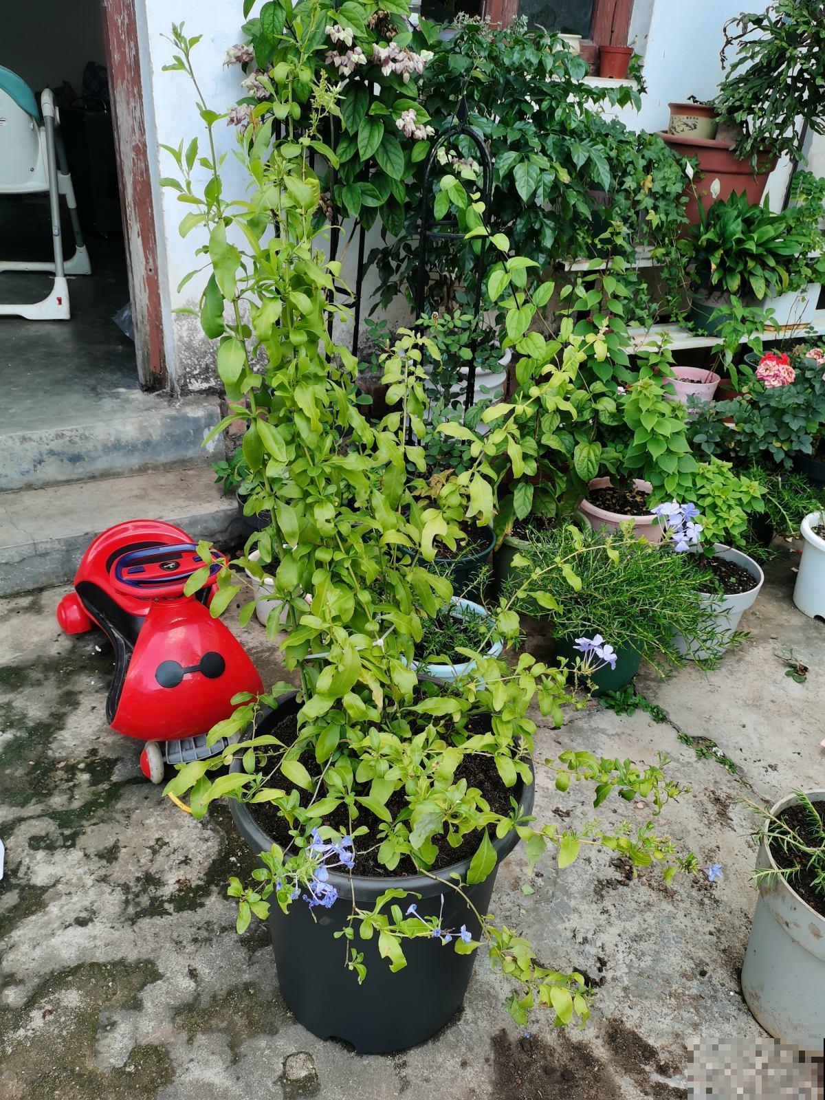 4种花是“天然净化器”,秋冬季节养一盆,净化空气效果好 4种花是“天然净化器”,秋冬季节养一盆,净化空气效果好