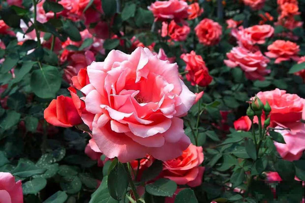 5种四季开花的植物,养一盆在家里,四季有花看 5种四季开花的植物,养一盆在家里,四季有花看