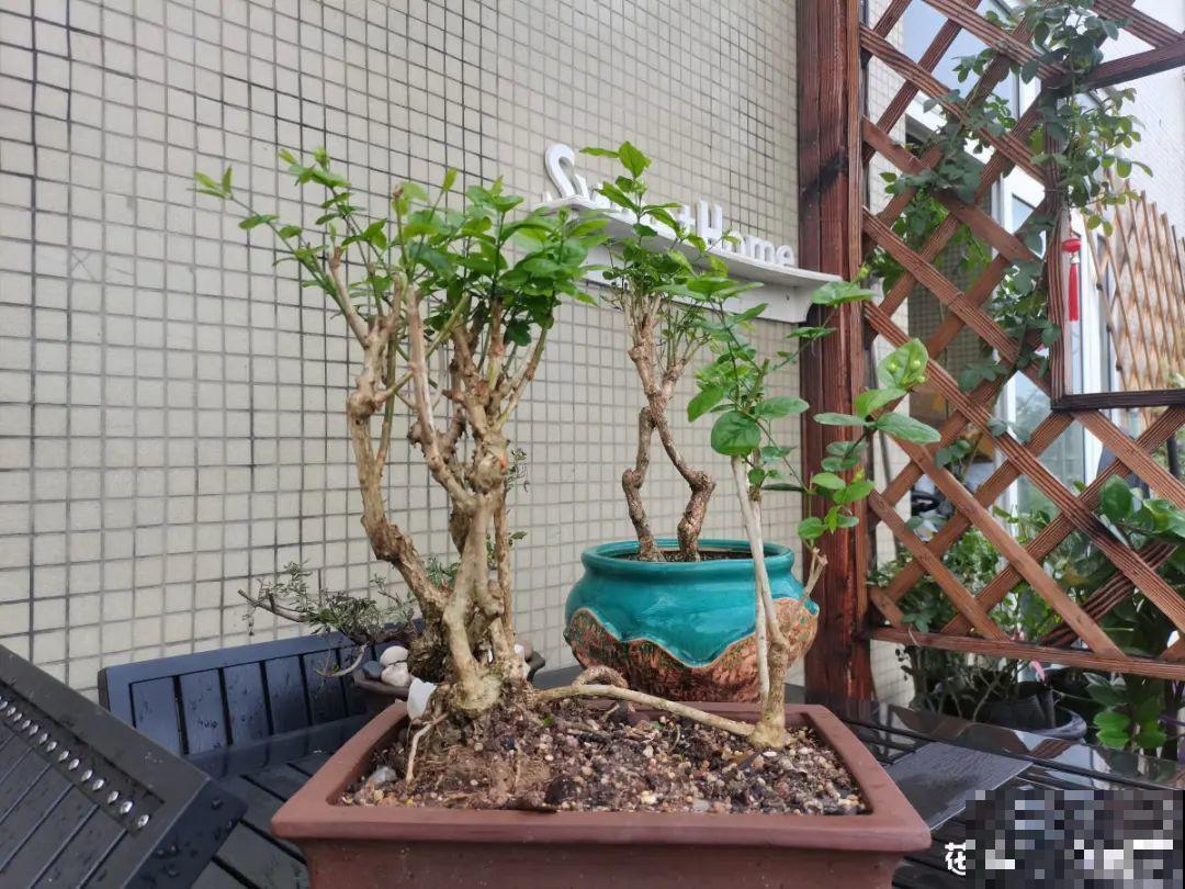 7种花现在剪一刀，剃个小平头，满盆冒新叶子