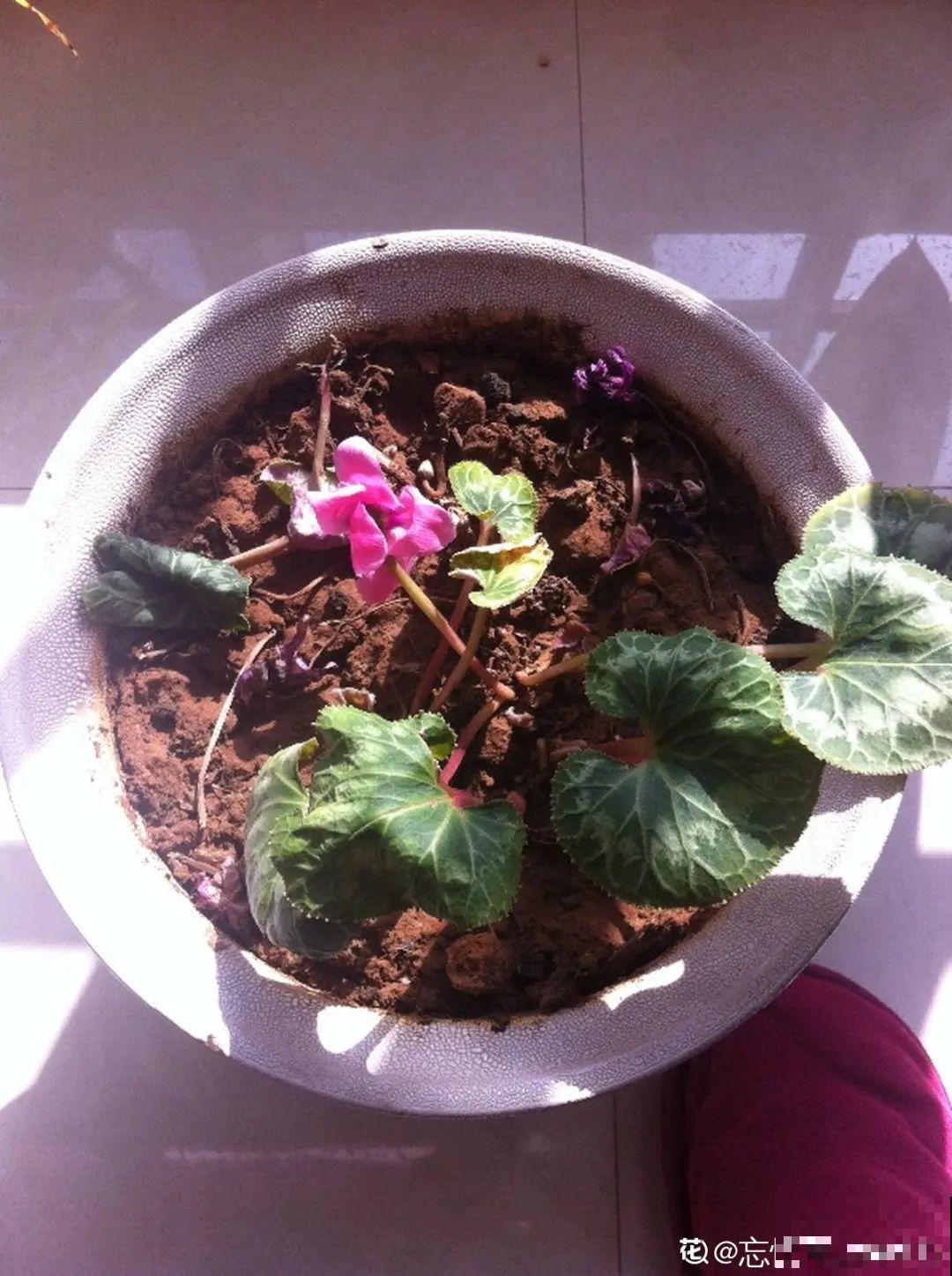 冬天6类花,叶片和花苞别喷水,一喷就烂了 冬天6类花,叶片和花苞别喷水,一喷就烂了