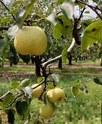 天气一凉，吃这6种蔬果特养人，关键是在家也能种