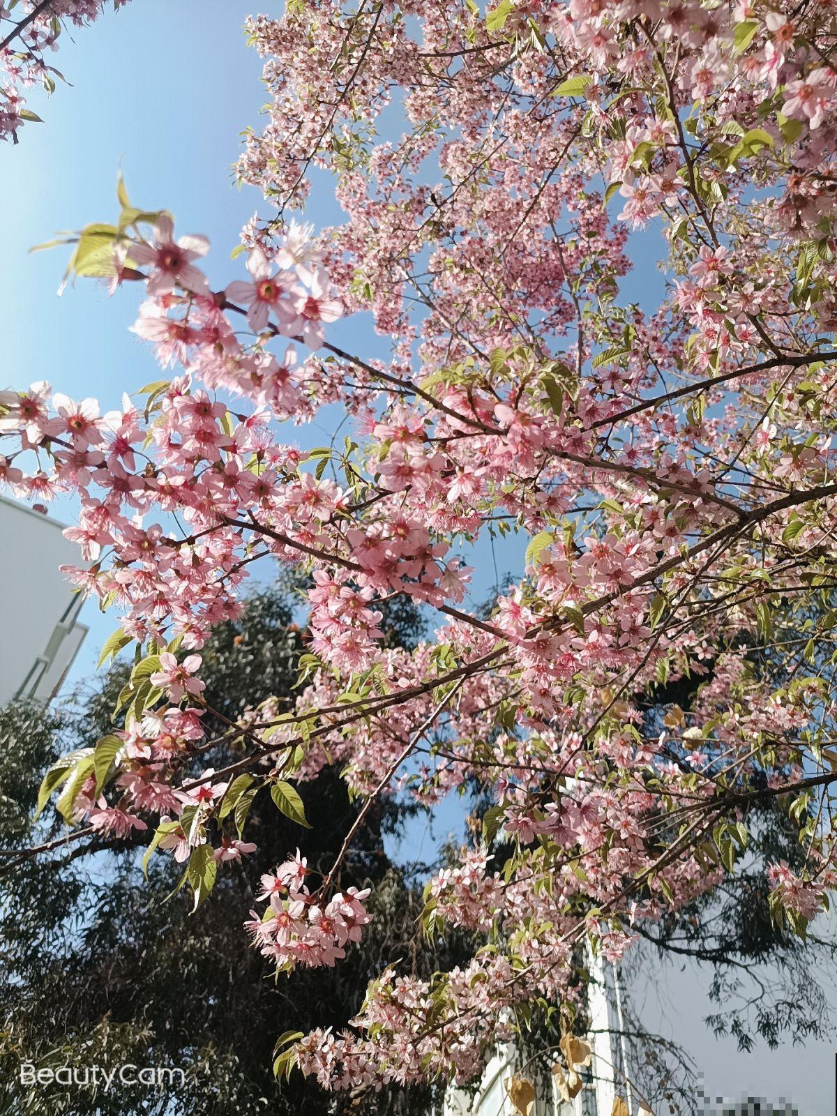 植物即将“冬眠”，需知3个知识点，第二年才能枝繁叶茂