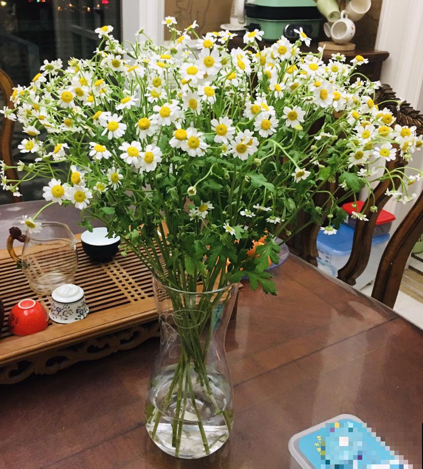 自己种的小雏菊，蔫得像野菜，原来是没注意4要点