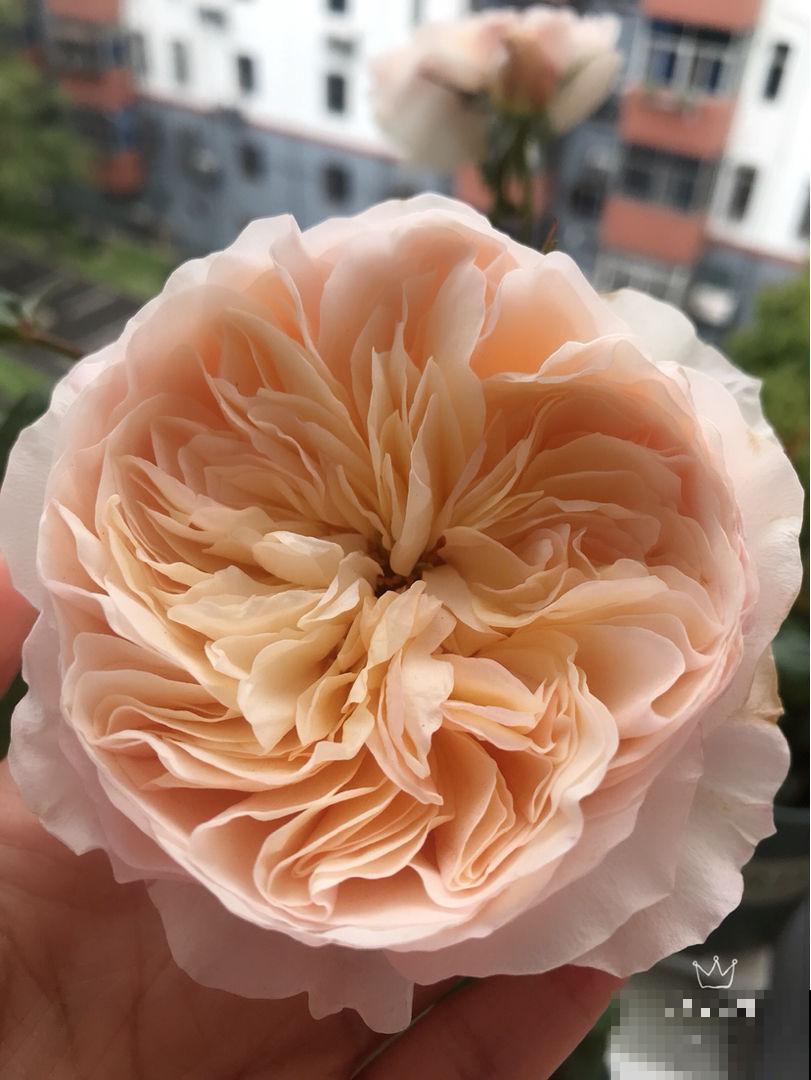 全网爆火的月季“朱丽叶”，秋冬稳稳开花，下大雪也不怕