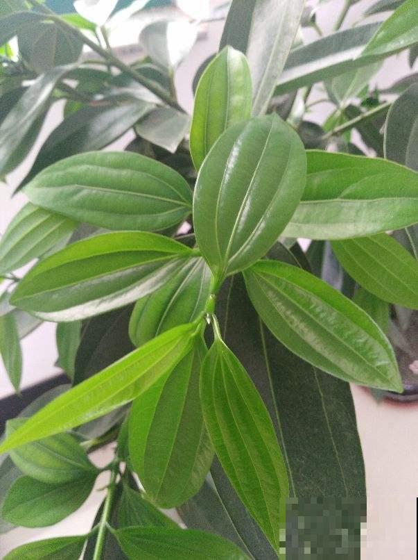 6种花，名字自带好寓意，养了就平安