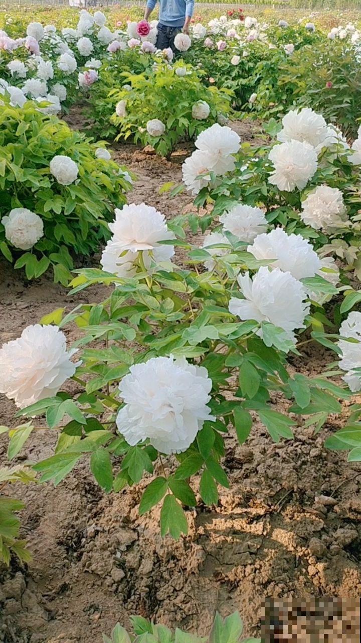 这5种花冬天不能养,别盲目跟风,来年春天才是它的生长期 这5种花冬天不能养,别盲目跟风,来年春天才是它的生长期