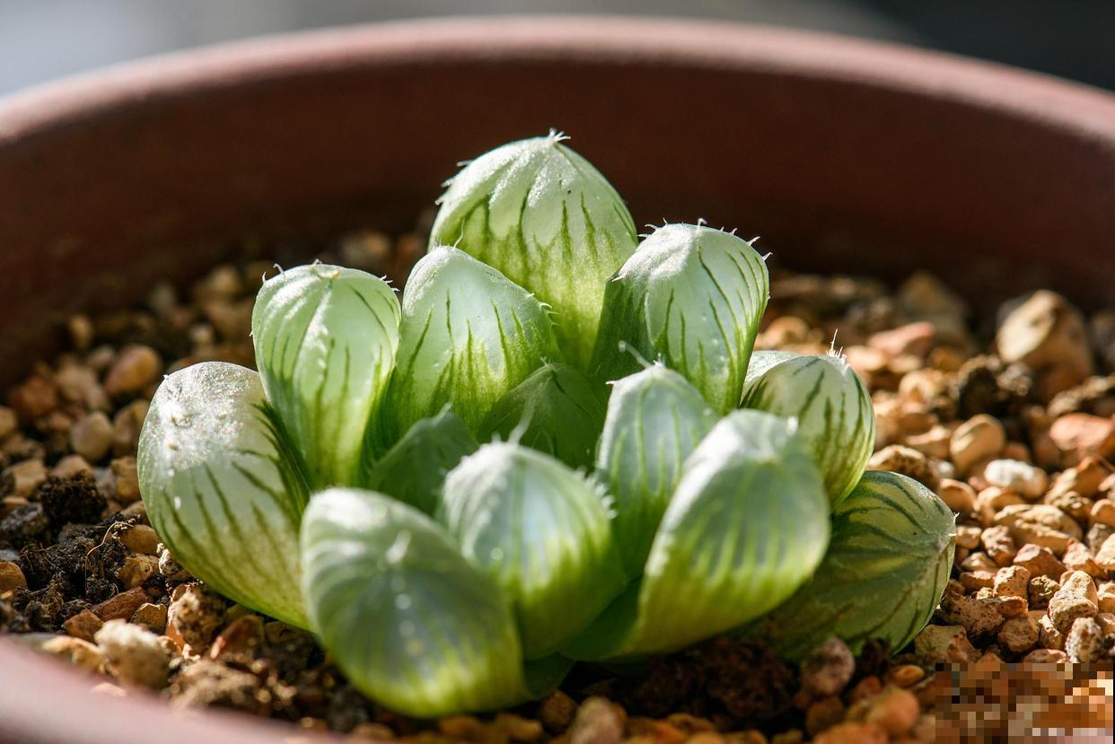 多肉植物怎么浇水