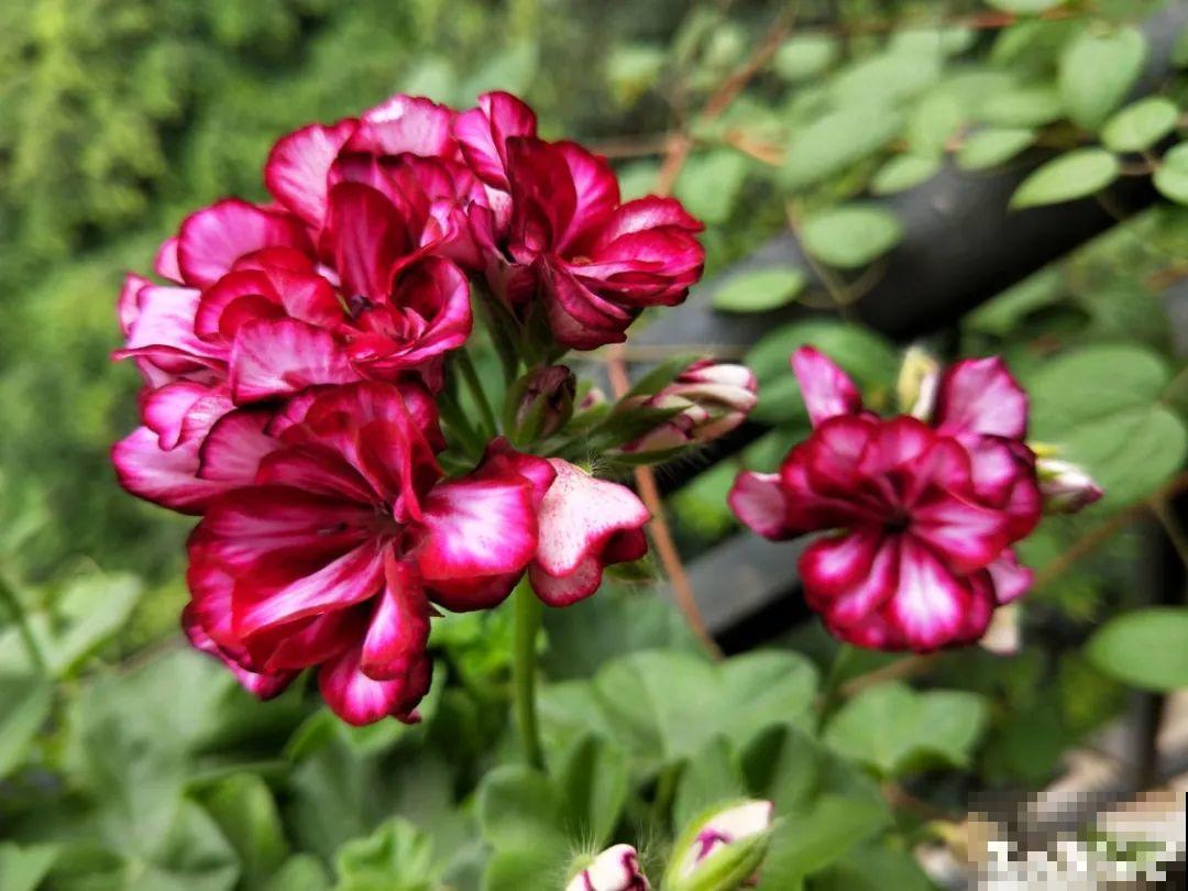 开花超美的“垂吊花”,花朵肥美硕大花期长,美成一面小花墙 开花超美的“垂吊花”,花朵肥美硕大花期长,美成一面小花墙