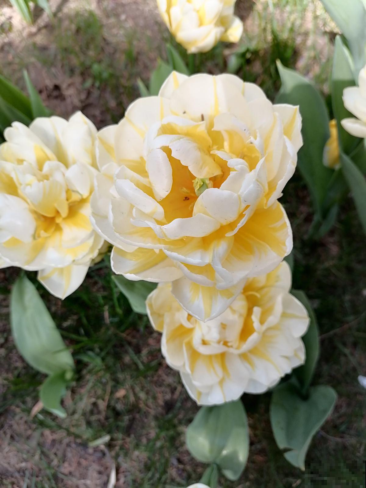 花卉中的“耐寒高手”，零下15度也能开花，东北地区也能养