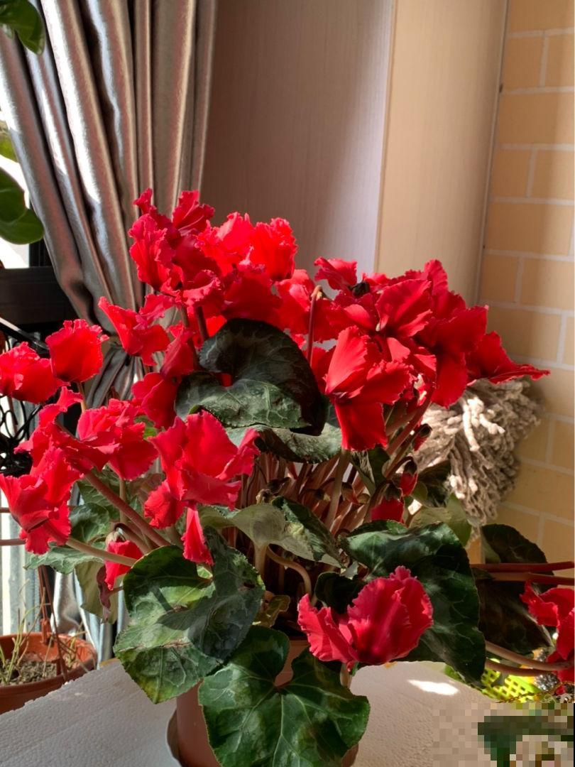 8种花，也太难养了，养好的都是大神