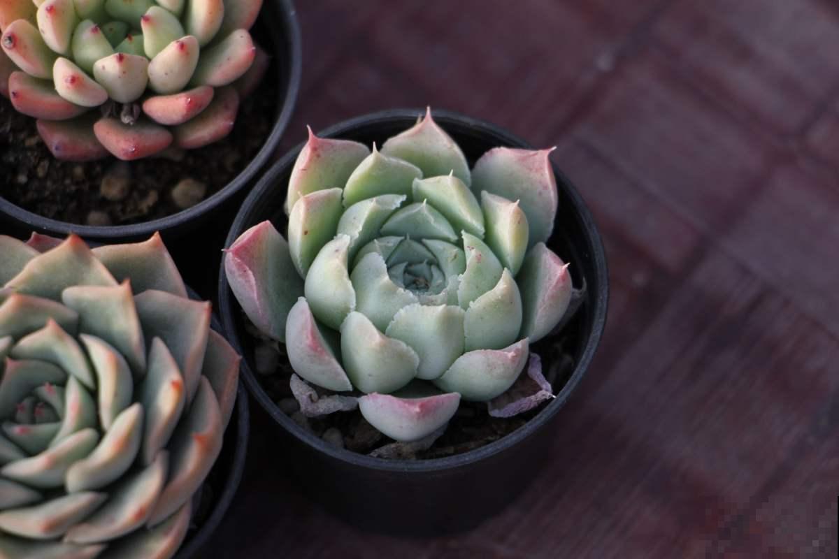 裸根多肉能活下来,并非“都是命”,上盆方法要学会 裸根多肉能活下来,并非“都是命”,上盆方法要学会